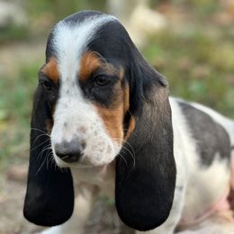 Purple collar female - Black brown and white female Basset Hound puppy in Lindley, New York from Hill Top Basset Hounds & Cane Corso