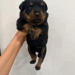 Bronxo - Black and mahogany male Rottweiler puppy in Parker, Colorado from Denver Rotties