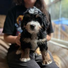 Bernedoodle, Goldendoodle, and Poodle Puppies from Donnas Deluxe Doodles LLC
