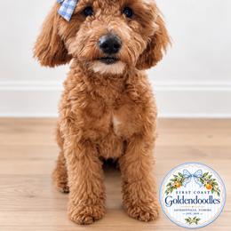 Paisley - Goldendoodle