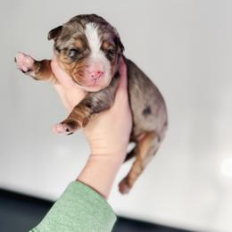 Captain Marvel - Blue merle female Bernedoodle puppy in Jackson, Missouri from Pincksten Family Doodles