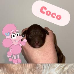 COCO - Chocolate female Goldendoodle puppy in Etna, California from SRS Goldendoodles