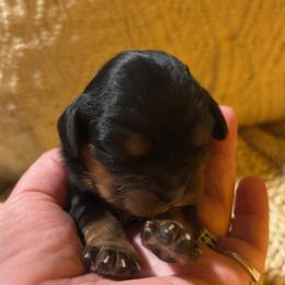 Girl 1 - female Cavalier King Charles Spaniel puppy in Tucson, Arizona from Abbey Road Cavaliers