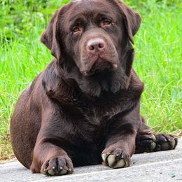 Kap - Labrador Retriever