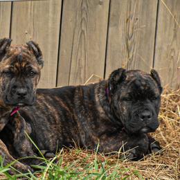 Cane Corso Puppies from Willow Creek Cane Corsos