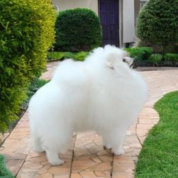 Jack - Pomeranian