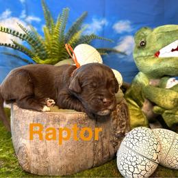 Raptor - Chocolate male Labradoodle puppy in Chelan, Washington from North Cascades Doodles