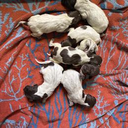 Cash - Liver roan male German Shorthaired Pointer puppy in Axton, Virginia from Red Clay Kennels