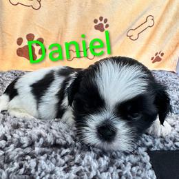 Daniel - Black and white male Shih Tzu puppy in Cordova, Tennessee from TrueLine kennels
