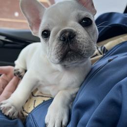 French Bulldog Puppies from Ranch Royale