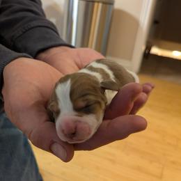 Baby Ruth - Brown white and tan female Beagle puppy in Gunnison, Utah from Desert Sage Beagles