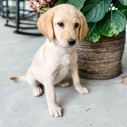 Labradoodle Puppies from M4 Doodles