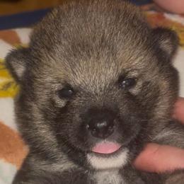 Kuro - Sesame male Shiba Inu puppy in Clewiston, Florida from Animal Farm Shiba Inus & Mameshibas