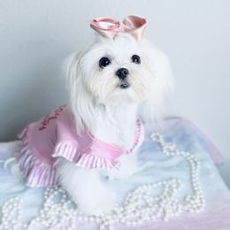 Godiva - Maltese