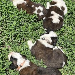 Saint Bernards from McKay's Gentle Giants