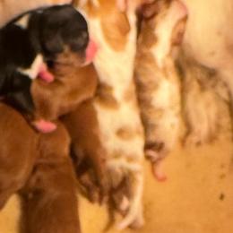 Cavalier King Charles Spaniel puppies from STARGAZER CAVALIERS