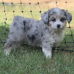 Poppy - Blue merle female Aussiedoodle puppy in Los Angeles, California from LA’s Favorite Puppies