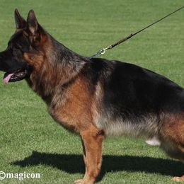 German Shepherds from Christopher & Lori Mollo