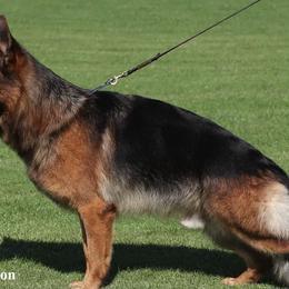 German Shepherds from Christopher & Lori Mollo