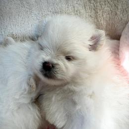 ARCHIE - Cream male Pomeranian puppy in Pavilion, New York from Calverton Pomeranians