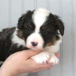 Jay (Miles) - Blue male Pembroke Welsh Corgi puppy in Fayetteville, Arkansas from Intergalactic Corgis