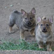 Swedish Vallhund Puppies from Maena Swedish Vallhunds