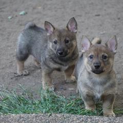 Swedish Vallhund Puppies from Maena Swedish Vallhunds