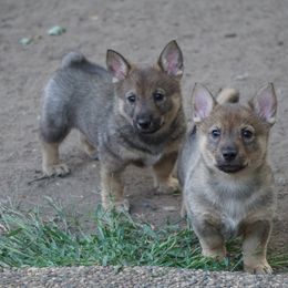 Swedish Vallhund Puppies from Maena Swedish Vallhunds