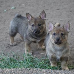 Swedish Vallhund Puppies from Maena Swedish Vallhunds