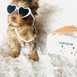 Yorkshire Terrier Puppies from Nikki’s Yorkies