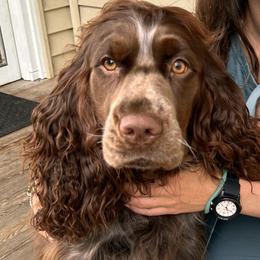 English Springer Spaniel puppies from Eden Springer Spaniels