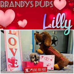 Dachshund Puppies from Brandys Pups