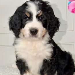 Bamboo - Tri-color male Bernedoodle puppy in Beecher, Illinois from Erica’s Doodles