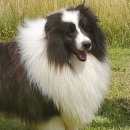 Robbie - Shetland Sheepdog