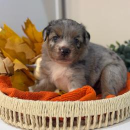 Massie - Blue merle female Toy Australian Shepherd puppy in Ambrose, Georgia from Brandilyn's Aussies