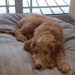 Goldendoodle Puppies from Renegade Doodles