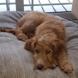 Goldendoodle Puppies from Renegade Doodles