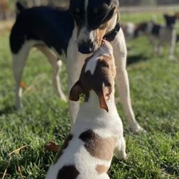 Rat Terriers from Mountain Top Rat Terriers