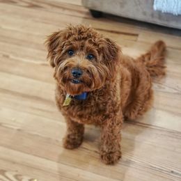 Labradoodle All Grown Up from Copper Mini Labradoodles