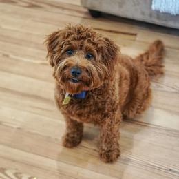 Labradoodle All Grown Up from Copper Mini Labradoodles