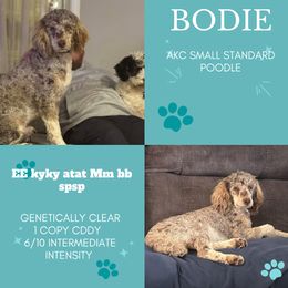 Bodie - Poodle