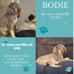 Bodie - Poodle