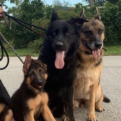 German Shepherds from Von Lavalle German Shepherds