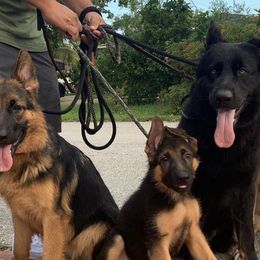 German Shepherds from Von Lavalle German Shepherds