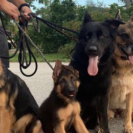 German Shepherds from Von Lavalle German Shepherds