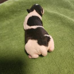 River - White black and tan female Wire Fox Terrier puppy in Melbourne, Arkansas from Ivy Hollow Wire Fox Terriers