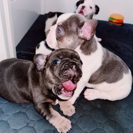 French Bulldog Puppies from Kaity Vaughn