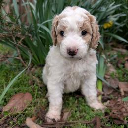 Beige - Parti female Goldendoodle puppy in Midland, North Carolina from Alger Farm, LLC