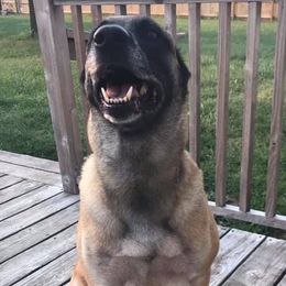 Belgian Malinois from Robert Baska's Belgian Malinois
