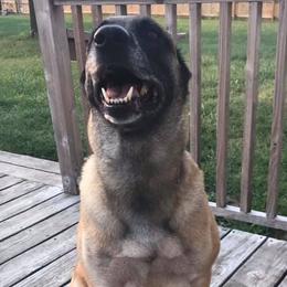 Belgian Malinois from Robert Baska's Belgian Malinois